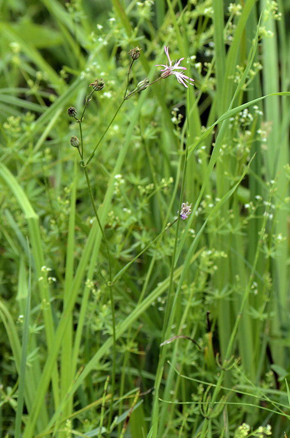 Lychnis flos-cuculi / Crotonella Fior di cuculo
